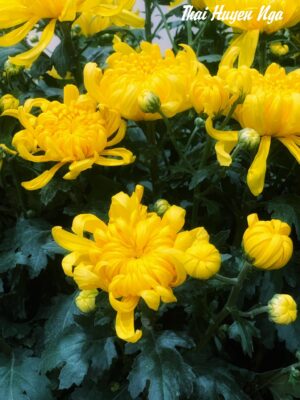 Trà Xanh Tâm Cơ Full