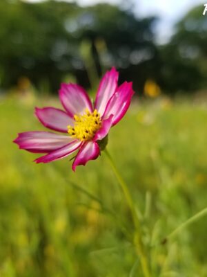 Kẻ Đào Mỏ Và Cái Kết